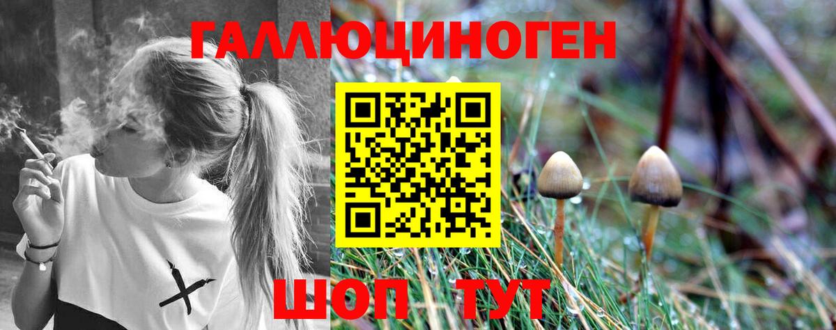 Псилоцибиновые грибы Cubensis Михайловск